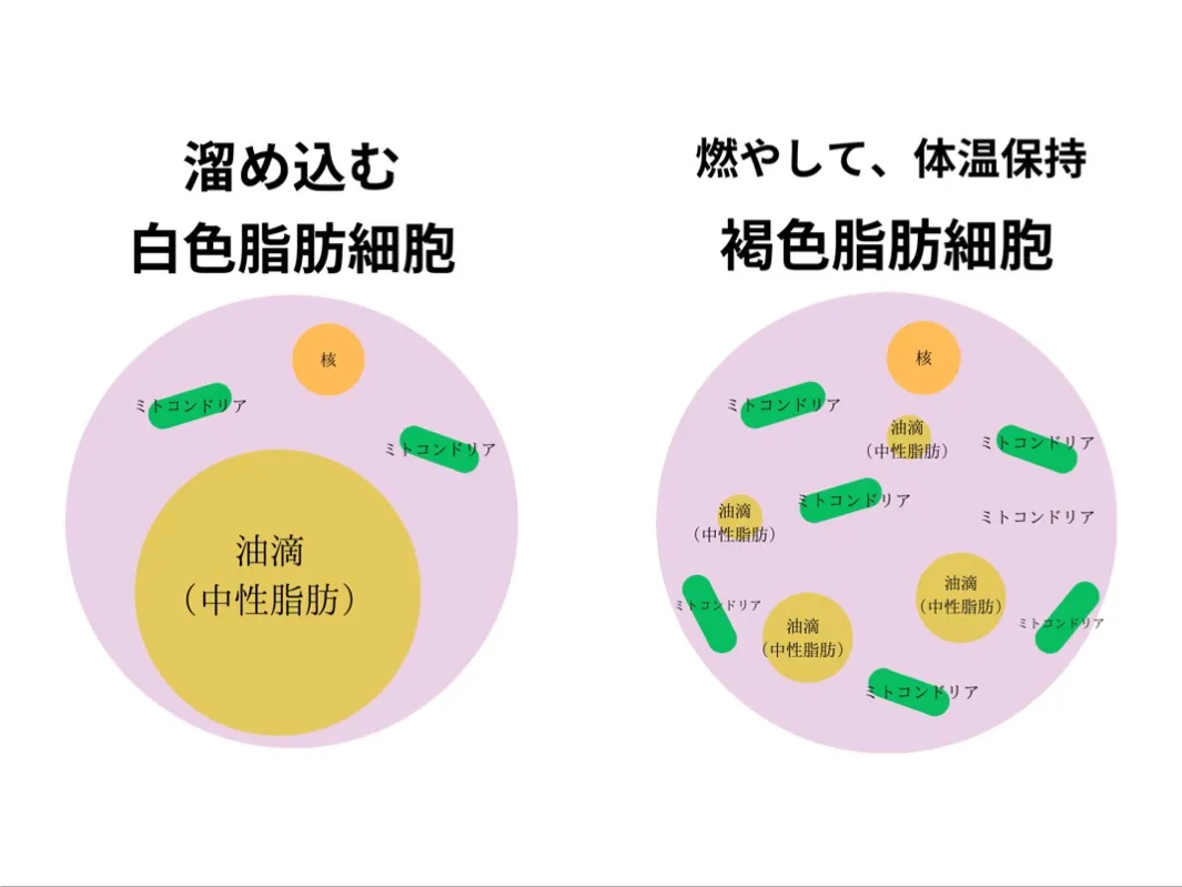 脂肪細胞を活性化させるダイエット